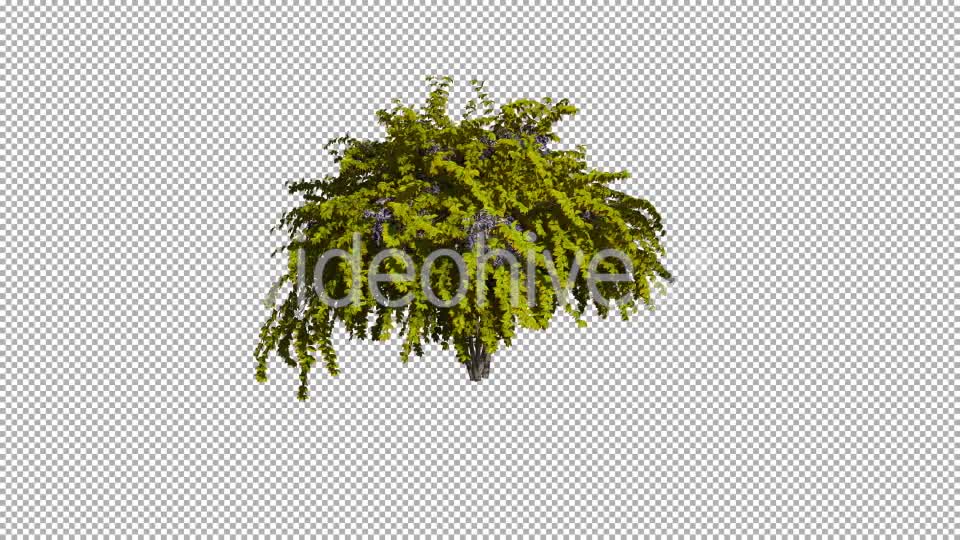 Shrub On The Wind Isolated 1 (Gentle Wind) Videohive 12590023 Motion Graphics Image 1