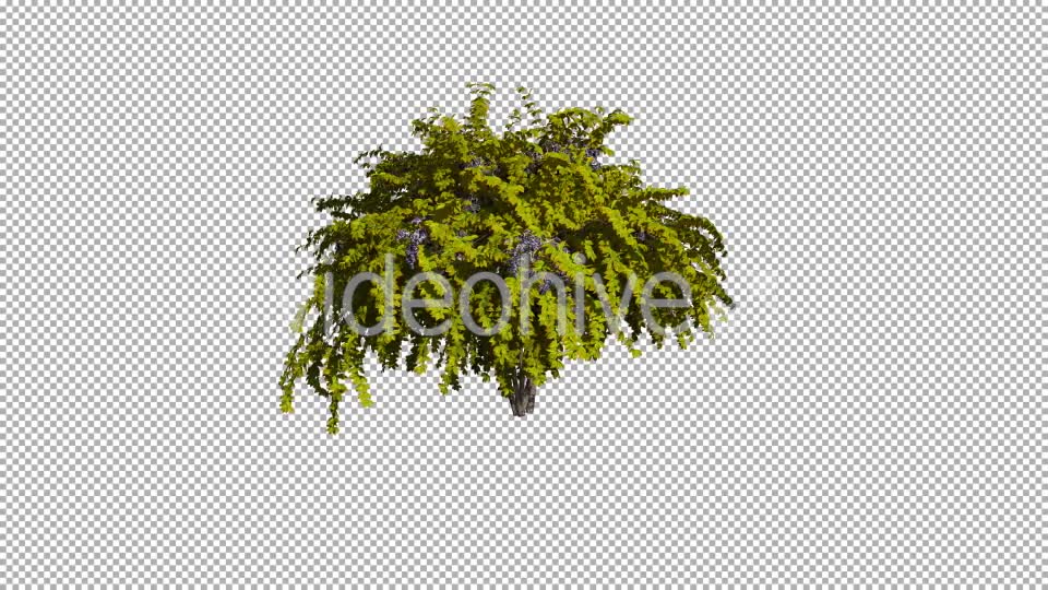 Shrub On The Wind Isolated 1 (Gentle Wind) Videohive 12590023 Motion Graphics Image 2