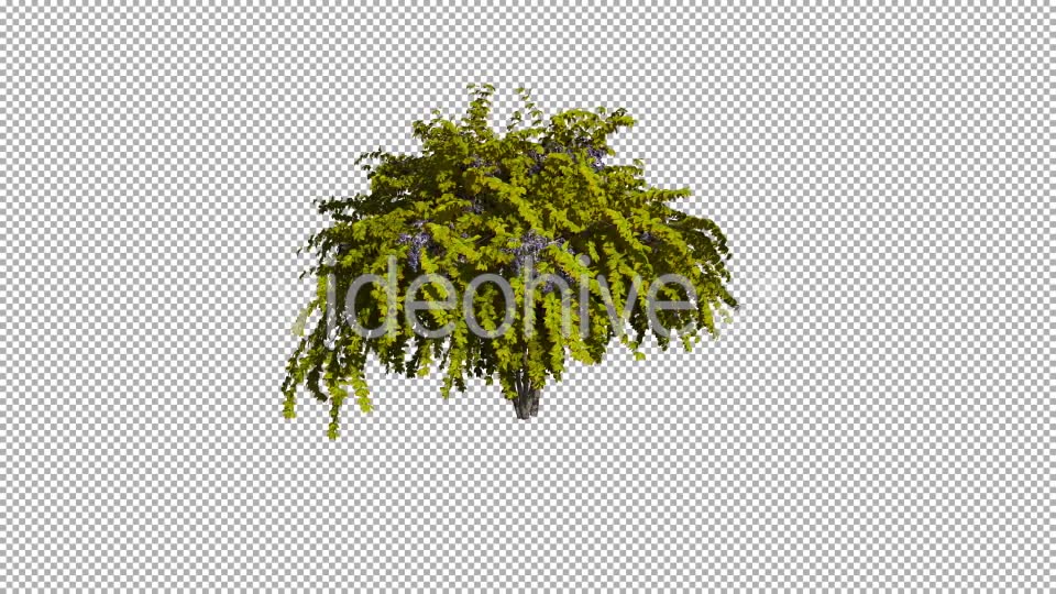 Shrub On The Wind Isolated 1 (Gentle Wind) Videohive 12590023 Motion Graphics Image 6
