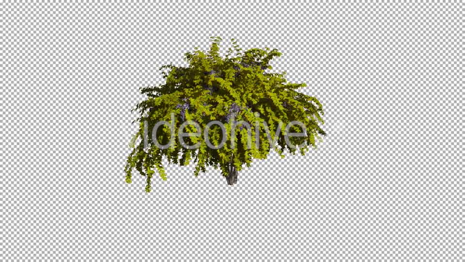 Shrub On The Wind Isolated 1 (Gentle Wind) Videohive 12590023 Motion Graphics Image 8
