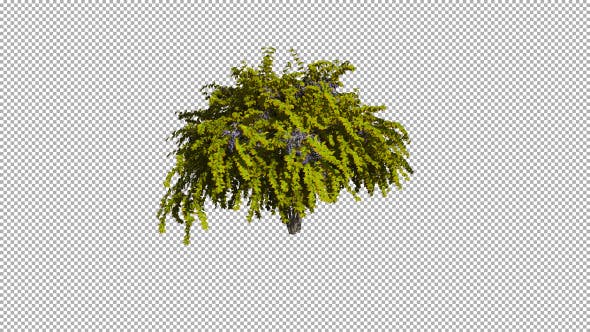 Shrub On The Wind Isolated 1 (Gentle Wind) - Download Videohive 12590023