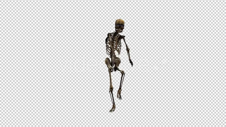 Skeleton Dance 5 Videohive 20662631 Motion Graphics Image 2