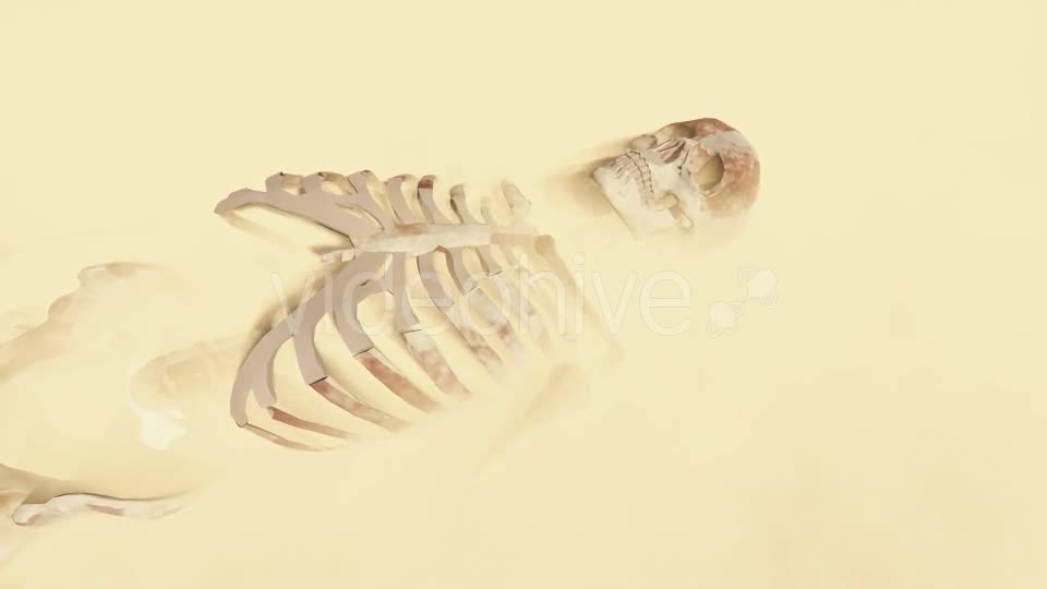 Skeleton on the Desert Videohive 19870254 Motion Graphics Image 1