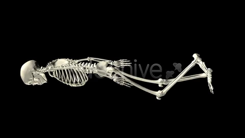 Skeleton Walk Cycle Pack Videohive 4017808 Motion Graphics Image 1