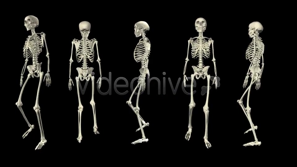 Skeleton Walk Cycle Pack Videohive 4017808 Motion Graphics Image 10