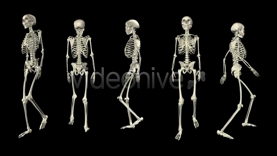 Skeleton Walk Cycle Pack Videohive 4017808 Motion Graphics Image 11