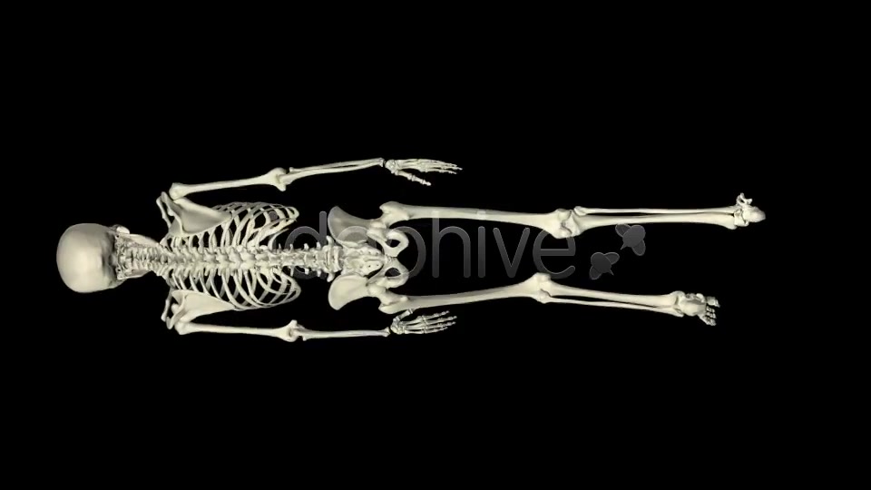 Skeleton Walk Cycle Pack Videohive 4017808 Motion Graphics Image 3