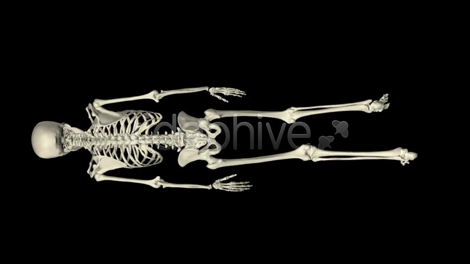 Skeleton Walk Cycle Pack Videohive 4017808 Motion Graphics Image 4