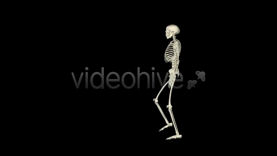 Skeleton Walk Cycle Pack Videohive 4017808 Motion Graphics Image 6