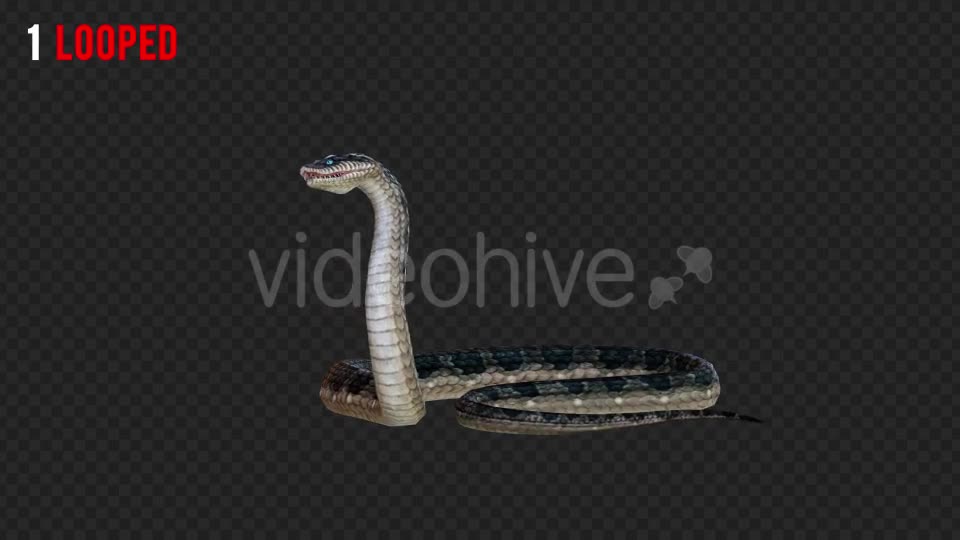 Snake 2 Realistic Pack 3 Videohive 21233205 Motion Graphics Image 1