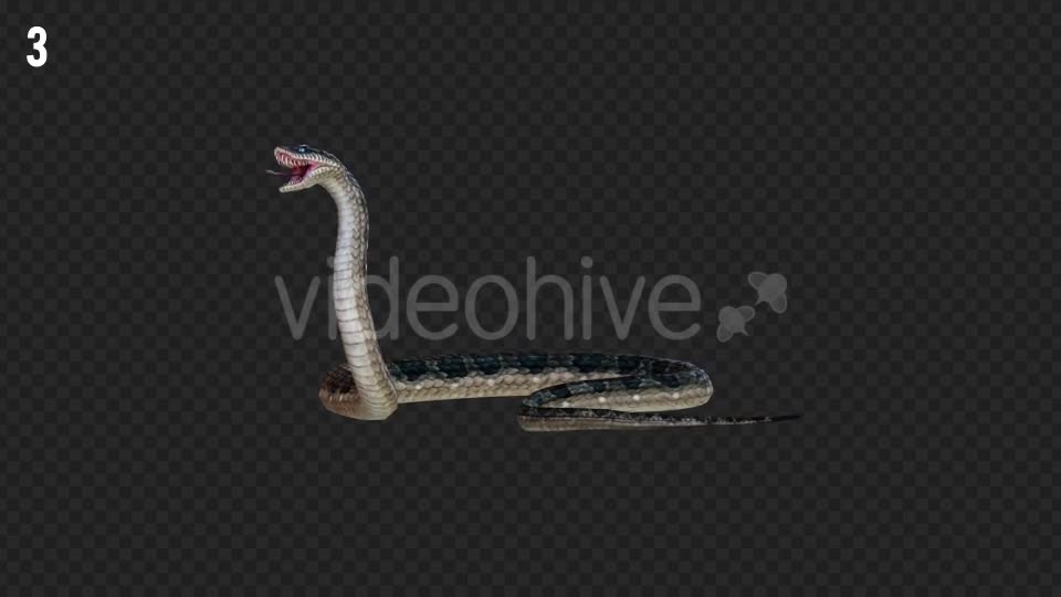 Snake 2 Realistic Pack 3 Videohive 21233205 Motion Graphics Image 10
