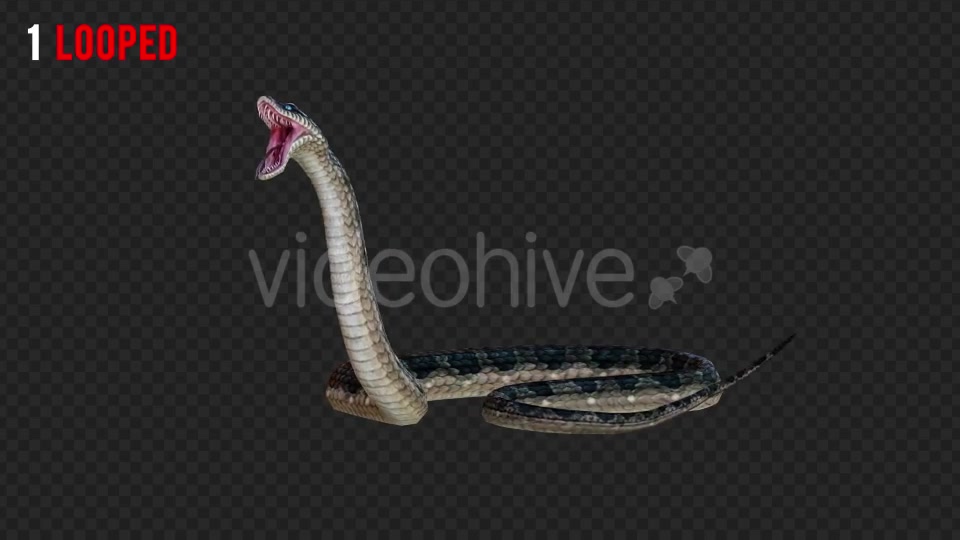 Snake 2 Realistic Pack 3 Videohive 21233205 Motion Graphics Image 2