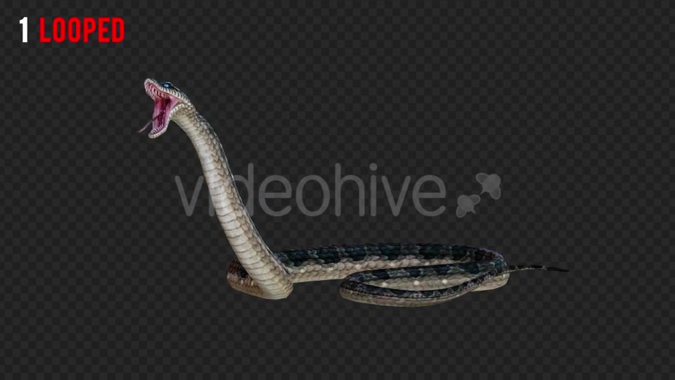 Snake 2 Realistic Pack 3 Videohive 21233205 Motion Graphics Image 3
