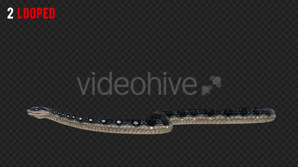 Snake 2 Realistic Pack 3 Videohive 21233205 Motion Graphics Image 4
