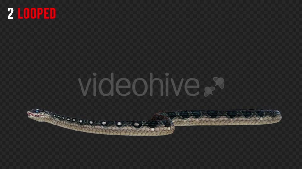 Snake 2 Realistic Pack 3 Videohive 21233205 Motion Graphics Image 5