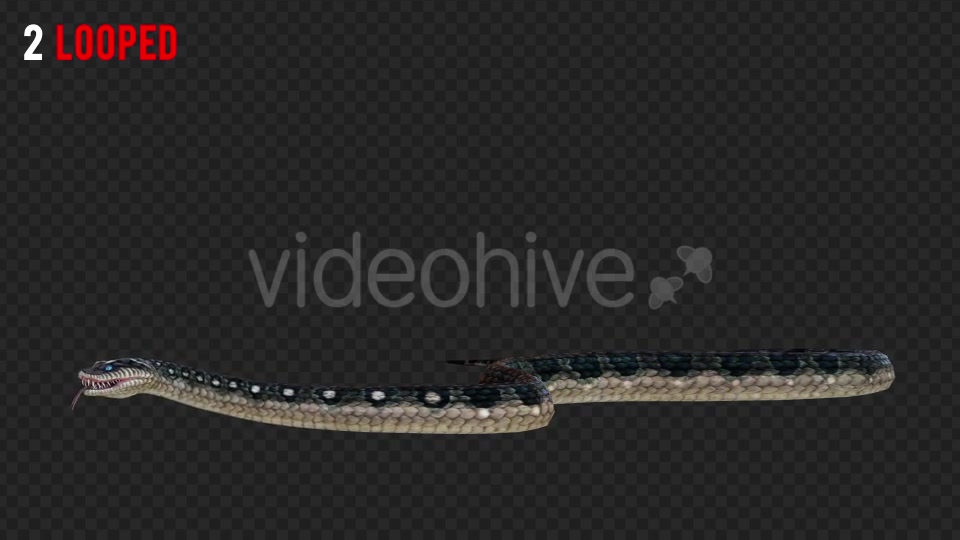 Snake 2 Realistic Pack 3 Videohive 21233205 Motion Graphics Image 6