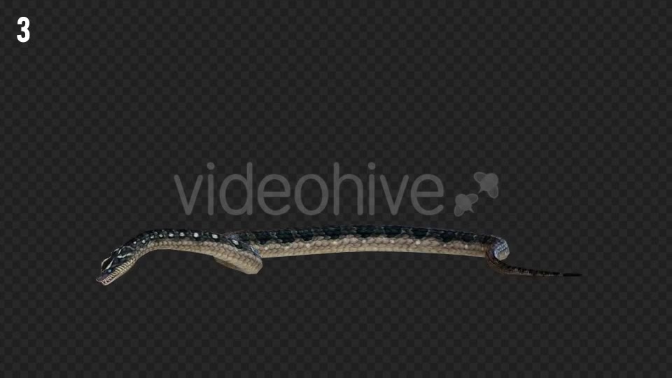 Snake 2 Realistic Pack 3 Videohive 21233205 Motion Graphics Image 8