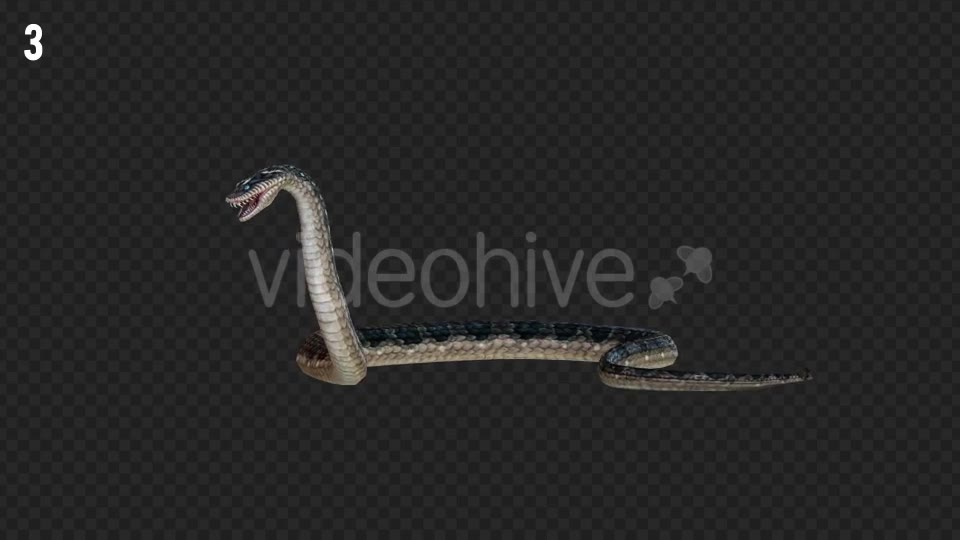 Snake 2 Realistic Pack 3 Videohive 21233205 Motion Graphics Image 9