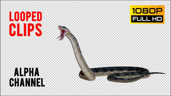 Snake 2 Realistic Pack 3 - Download Videohive 21233205