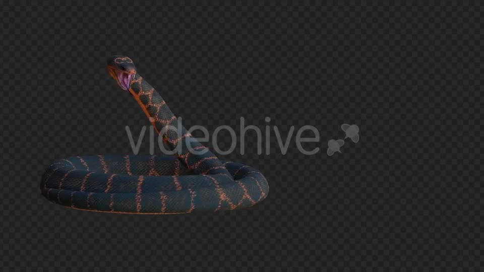 Snake 2 Realistic Videohive 21210589 Motion Graphics Image 1