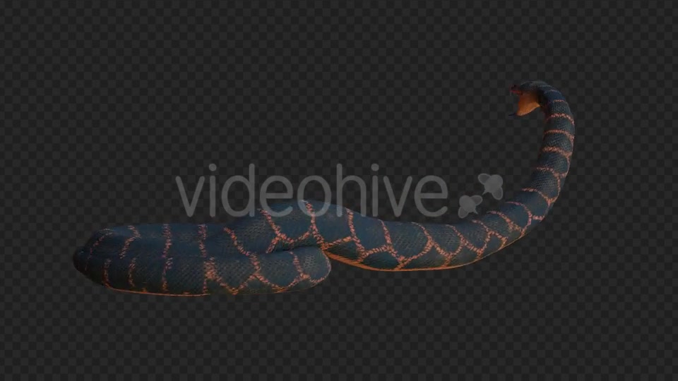 Snake 2 Realistic Videohive 21210589 Motion Graphics Image 3