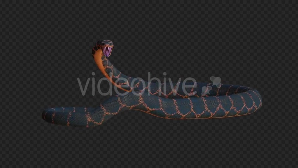 Snake 2 Realistic Videohive 21210589 Motion Graphics Image 4