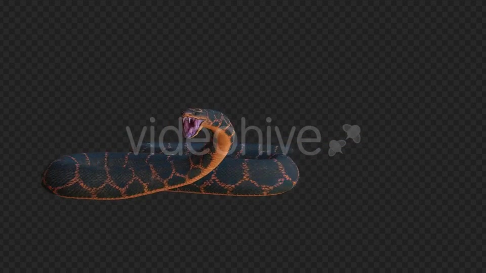 Snake 2 Realistic Videohive 21210589 Motion Graphics Image 6