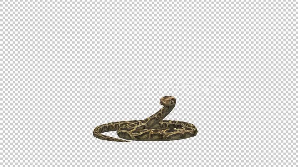 Snake Defence Videohive 21180143 Motion Graphics Image 1