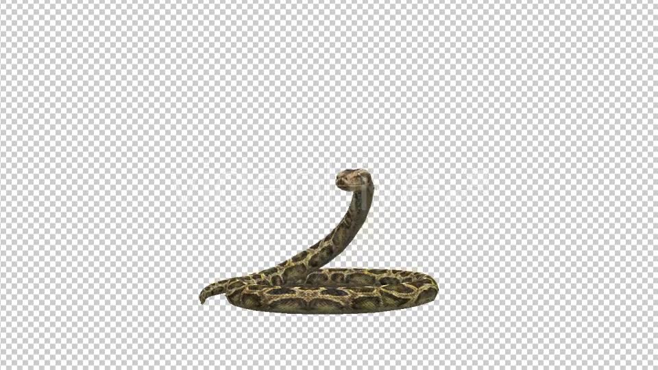 Snake Defence Videohive 21180143 Motion Graphics Image 2