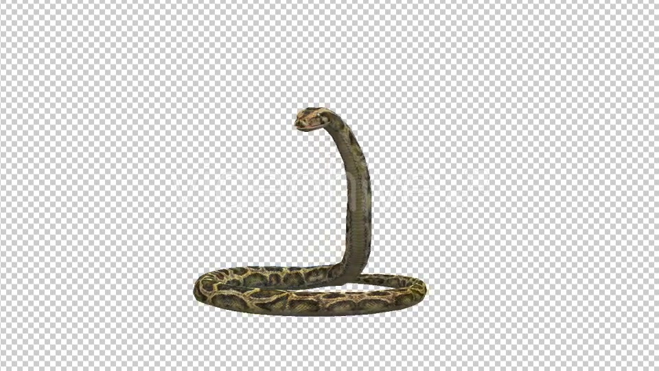 Snake Defence Videohive 21180143 Motion Graphics Image 4