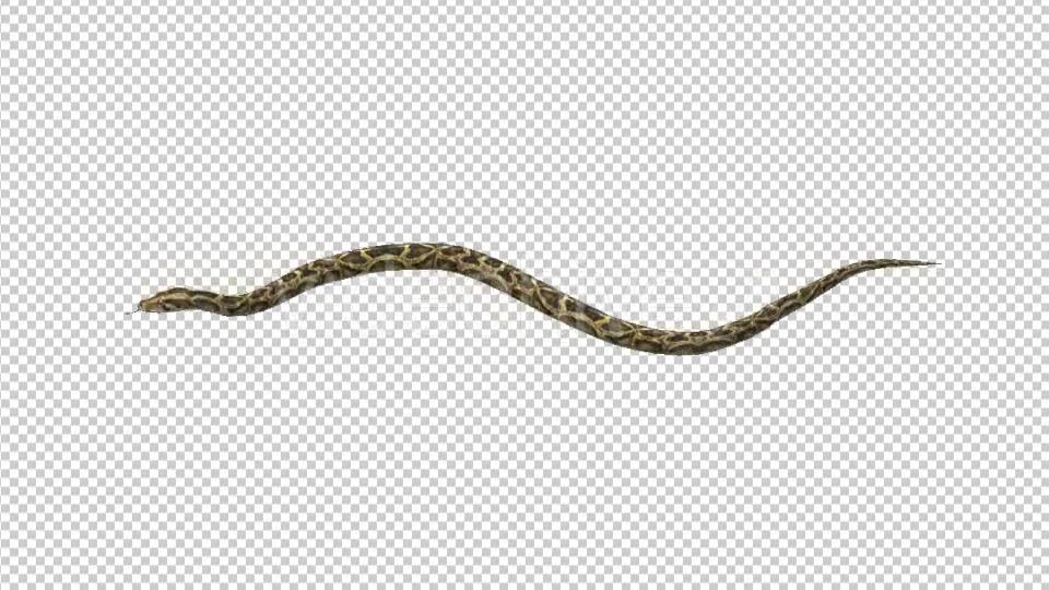 Snake Move Videohive 21180351 Motion Graphics Image 1