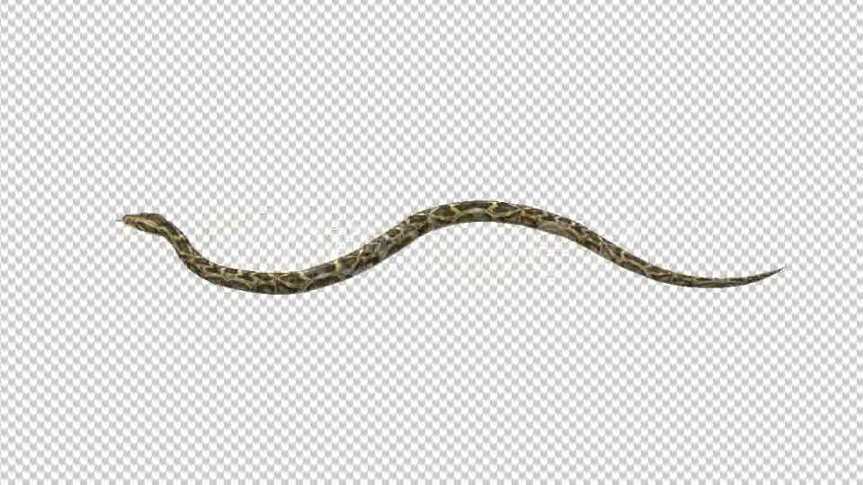 Snake Move Videohive 21180351 Motion Graphics Image 10