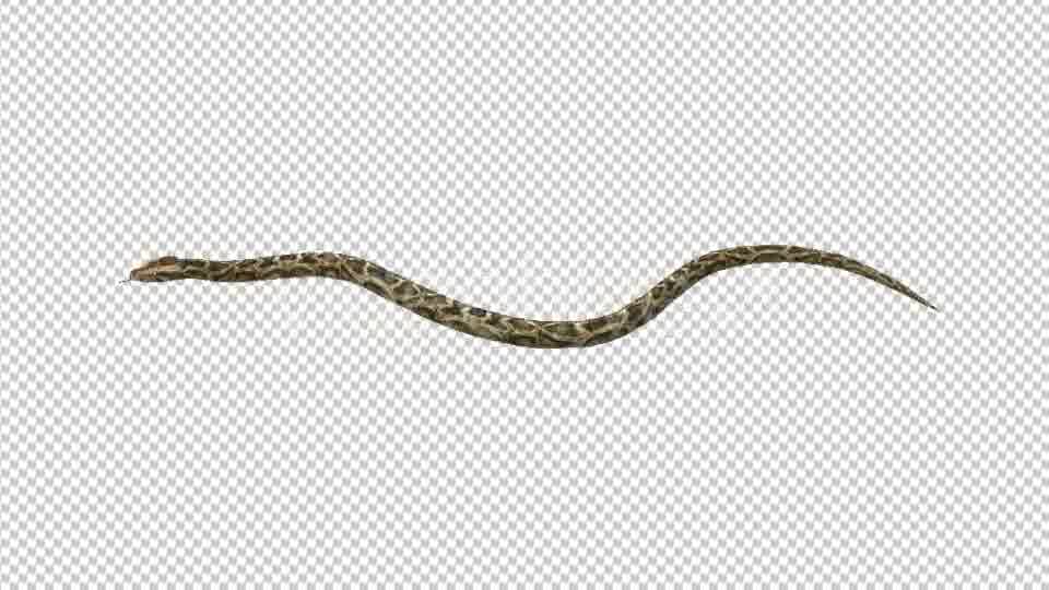 Snake Move Videohive 21180351 Motion Graphics Image 11