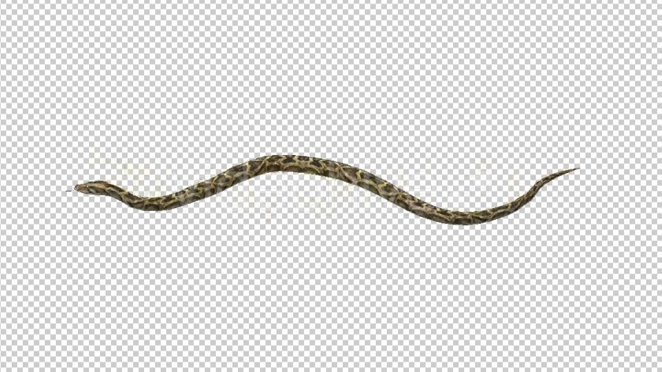 Snake Move Videohive 21180351 Motion Graphics Image 4