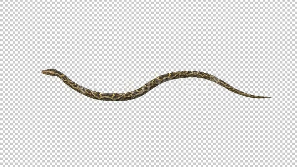 Snake Move Videohive 21180351 Motion Graphics Image 5