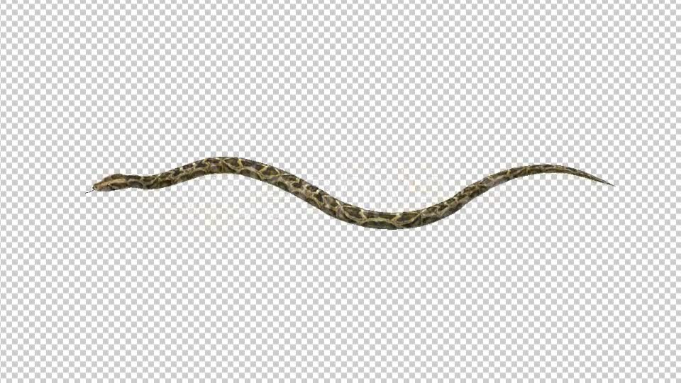 Snake Move Videohive 21180351 Motion Graphics Image 6