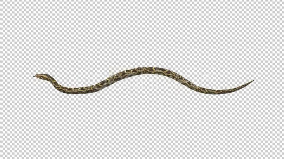 Snake Move Videohive 21180351 Motion Graphics Image 7