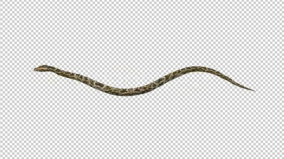 Snake Move Videohive 21180351 Motion Graphics Image 8