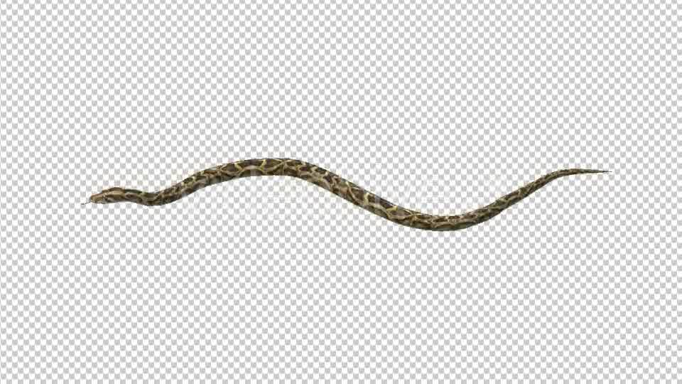 Snake Move Videohive 21180351 Motion Graphics Image 9