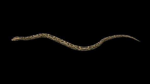 Snake Move - 21180351 Download Videohive