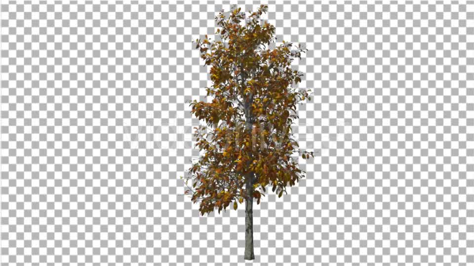 Sourwood Tree is Swaying at the Wind Yellow Tree Videohive 16957366 Motion Graphics Image 1