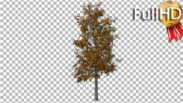 Sourwood Tree is Swaying at the Wind Yellow Tree - 16957366 Download Videohive