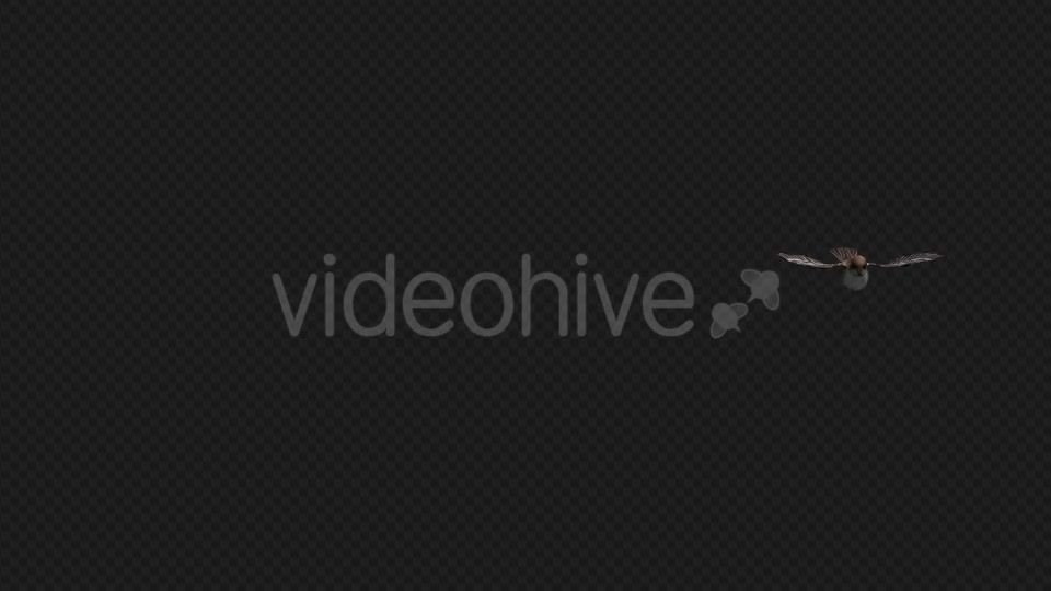 Sparrow Flying 3 Scene Videohive 19375431 Motion Graphics Image 6