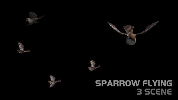 Sparrow Flying 3 Scene - Videohive Download 19375431