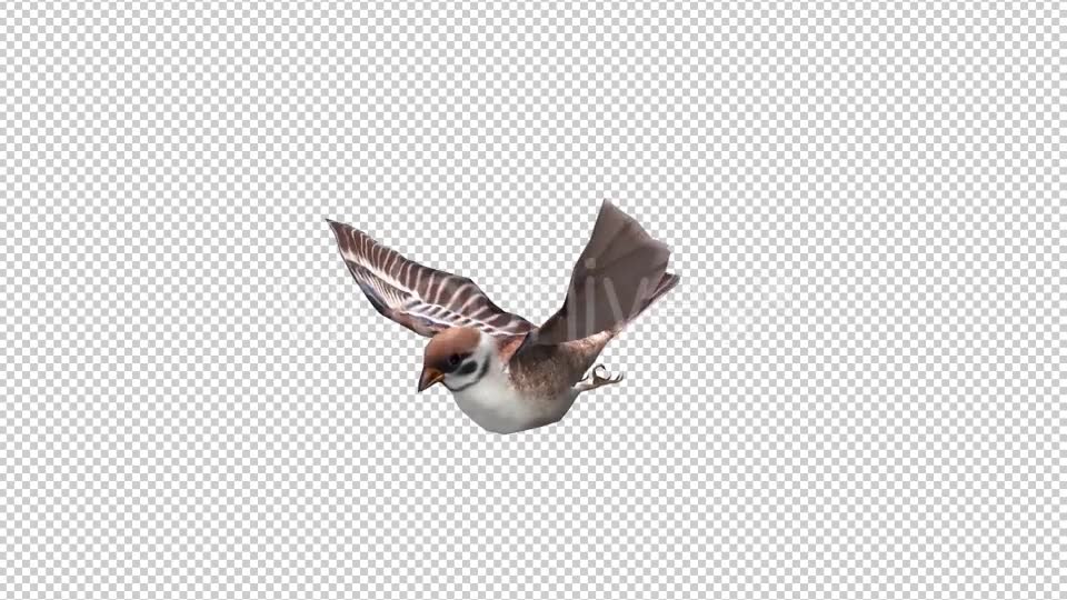 Sparrow Looped 2 Videohive 20698231 Motion Graphics Image 2
