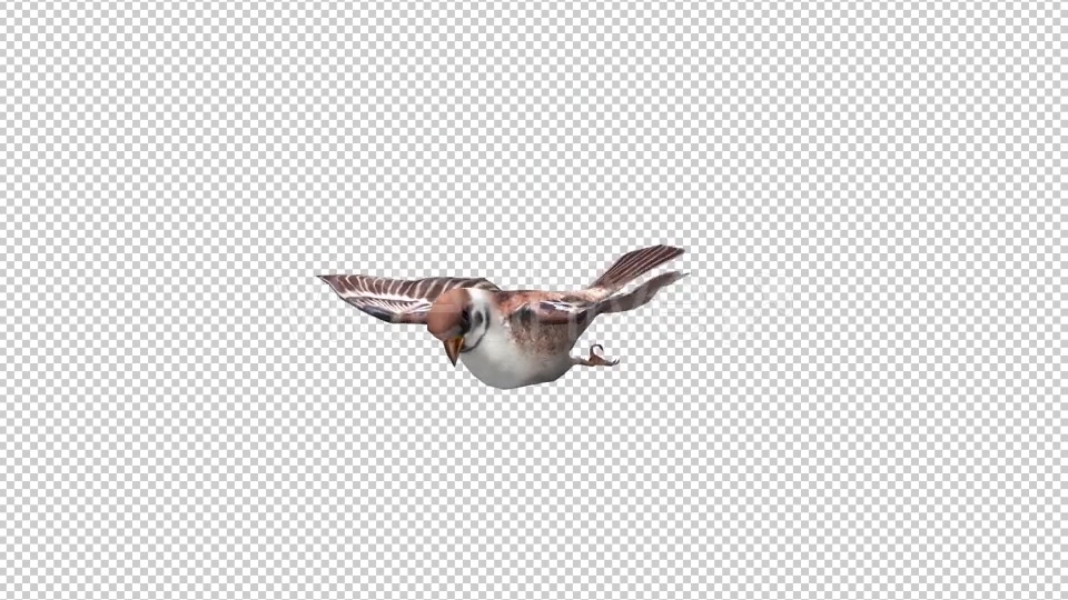 Sparrow Looped 2 Videohive 20698231 Motion Graphics Image 4