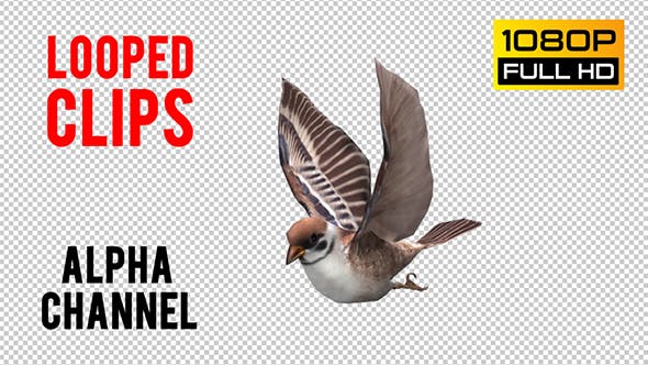 Sparrow Looped 2 - Download 20698231 Videohive