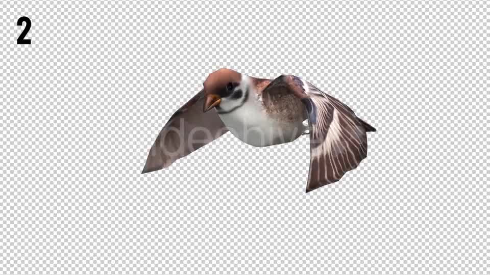 Sparrow Looped Videohive 20698215 Motion Graphics Image 7