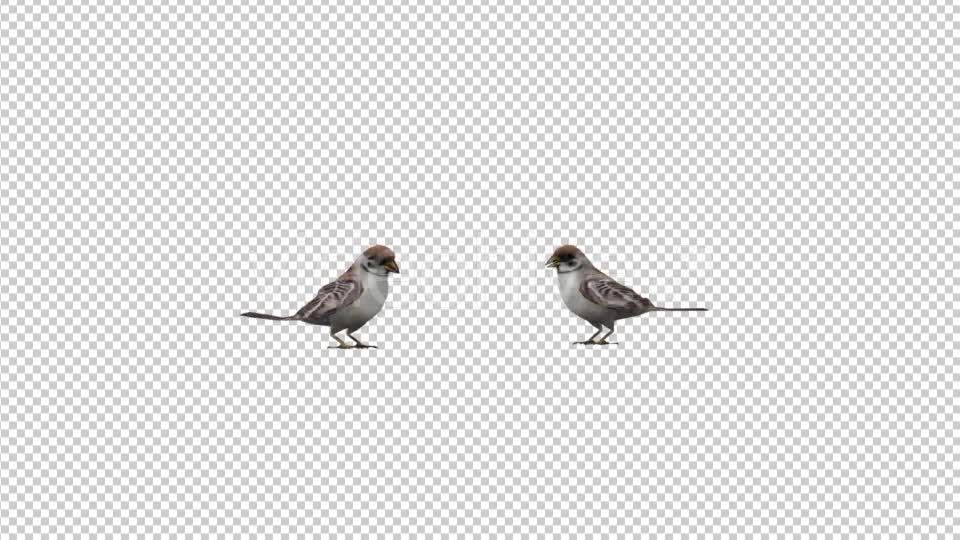Sparrows Videohive 20385417 Motion Graphics Image 1