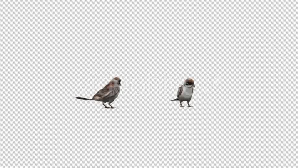 Sparrows Videohive 20385417 Motion Graphics Image 10